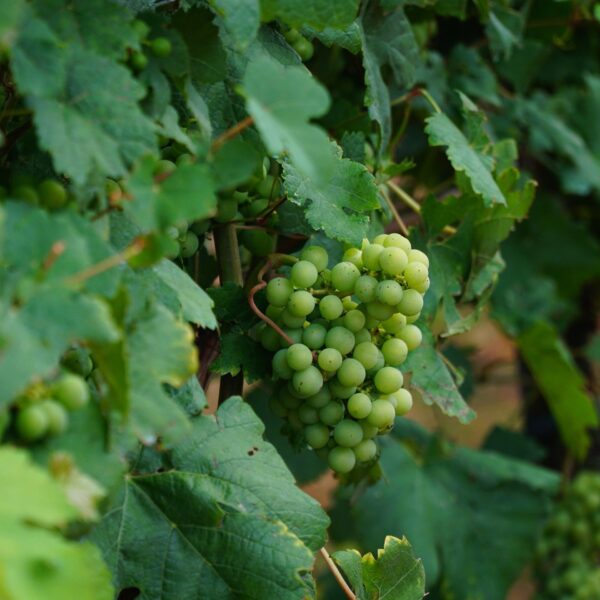 uva grechetto