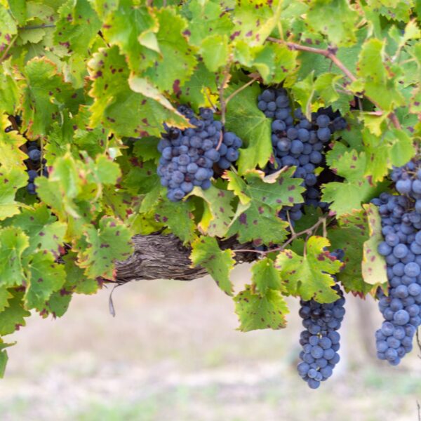 uva sagrantino