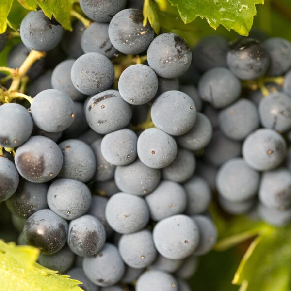 uva sangiovese