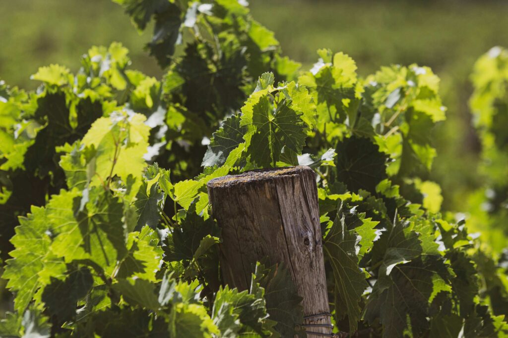 vigna terre de la custodia