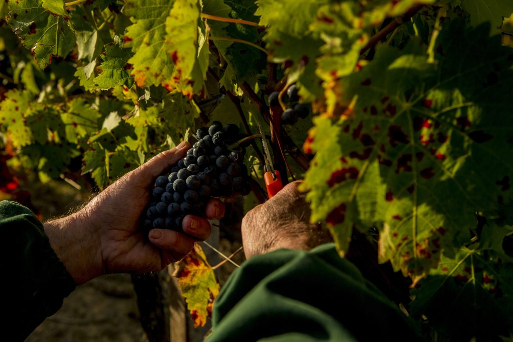 storia sagrantino di montefalco