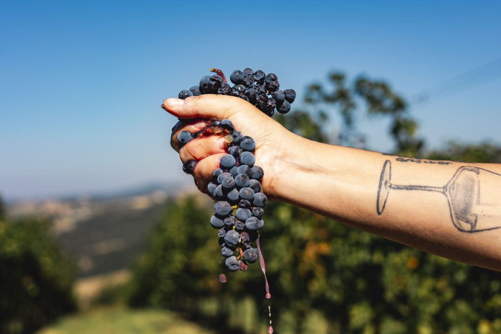 wine club terre de la custodia