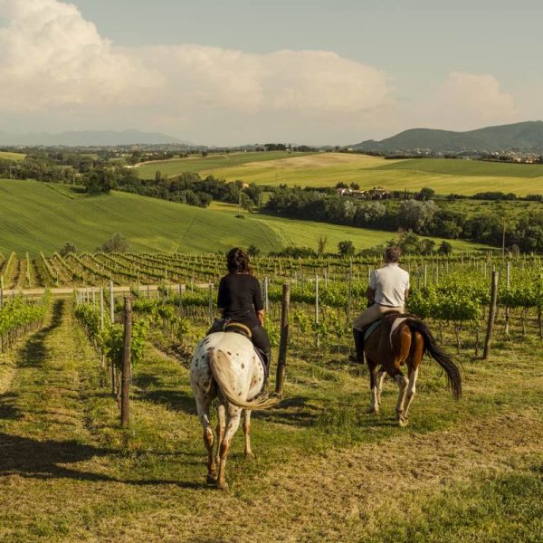 passeggiata a cavallo tra i vigneti umbria
