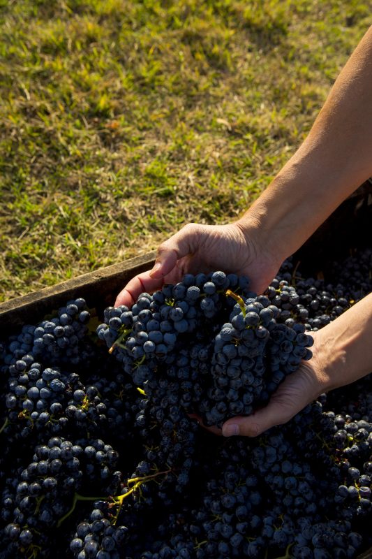 origini uva sagrantino